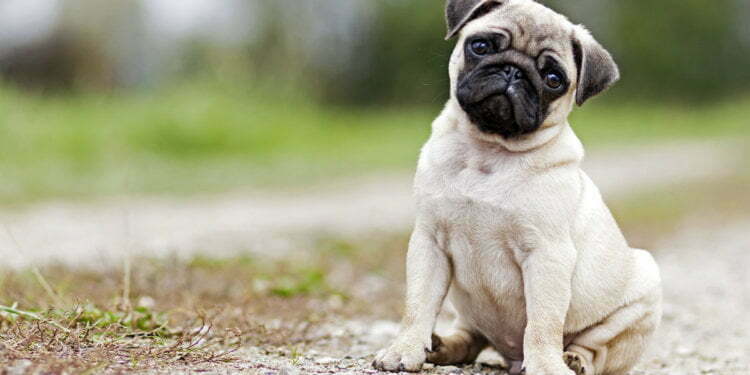 FDA updates on capacity connection between certain diets and dog DCM