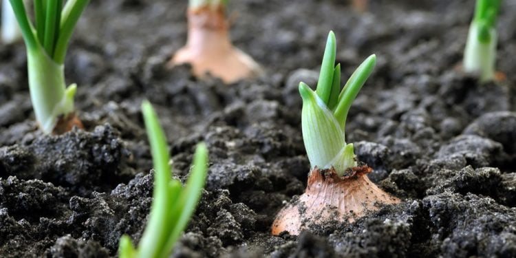 ‘Grow organic meals, harvest rainwater to store surroundings’