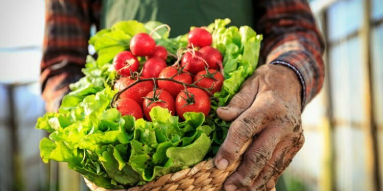 The urban farmer who brings natural food to the table