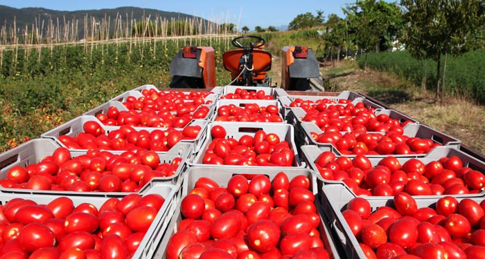 United Fresh Updates Food Safety Guidelines for Fresh Tomato Supply Chain